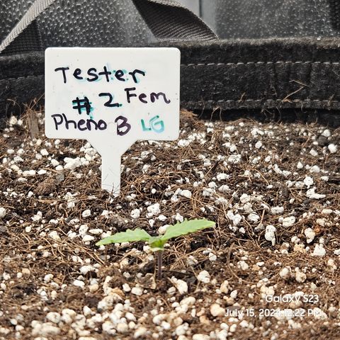 Loonatixz Testers #2 MN MILF growlog timeline photo