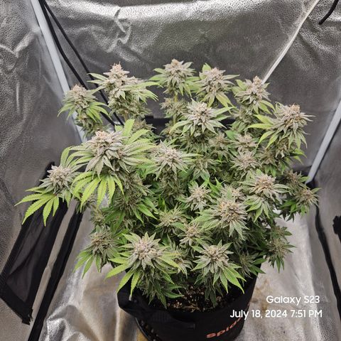 Seedsman Seeds Tangerine Snow F1 Fast growlog timeline photo