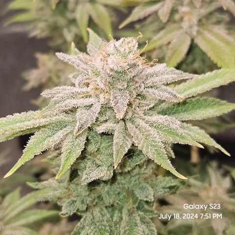 Seedsman Seeds Tangerine Snow F1 Fast growlog timeline photo
