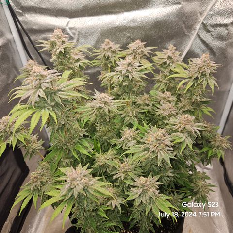 Seedsman Seeds Tangerine Snow F1 Fast growlog timeline photo
