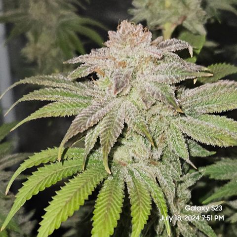 Seedsman Seeds Tangerine Snow F1 Fast growlog timeline photo