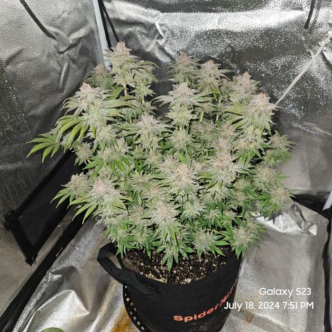 Seedsman Seeds Tangerine Snow F1 Fast growlog timeline photo
