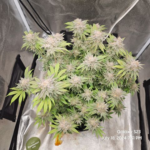 Seedsman Seeds Tangerine Snow F1 Fast growlog timeline photo