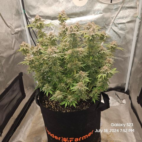 Seedsman Seeds Tangerine Snow F1 Fast growlog timeline photo