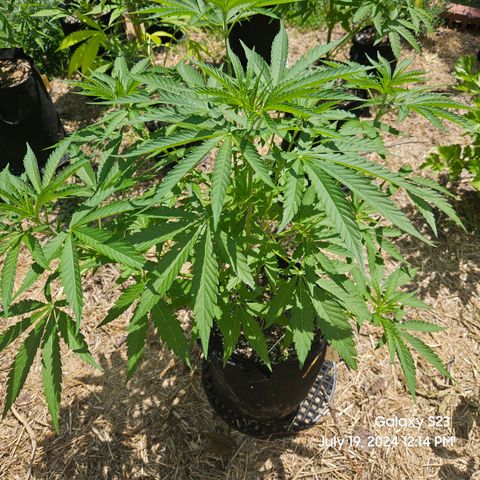 Purple Ghost Candy 1 clone and a 3 gallon tall growlog timeline photo