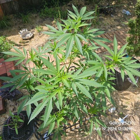 Purple Ghost Candy 1 clone and a 3 gallon tall growlog timeline photo