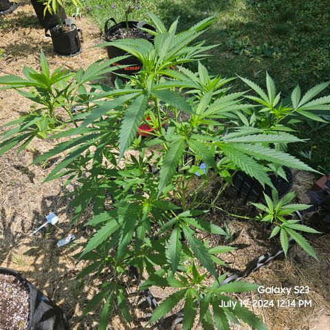 Purple Ghost Candy 1 clone and a 3 gallon tall growlog timeline photo