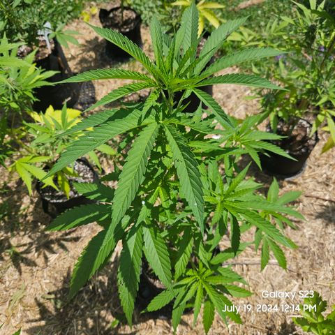 Purple Ghost Candy 1 clone and a 3 gallon tall growlog timeline photo
