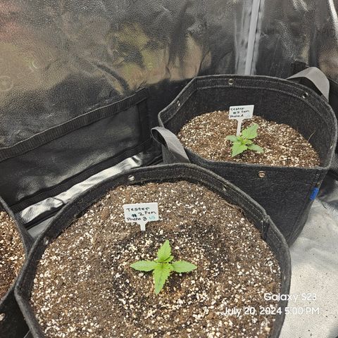 Loonatixz Testers #2 MN MILF growlog timeline photo