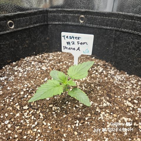 Loonatixz Testers #2 MN MILF growlog timeline photo