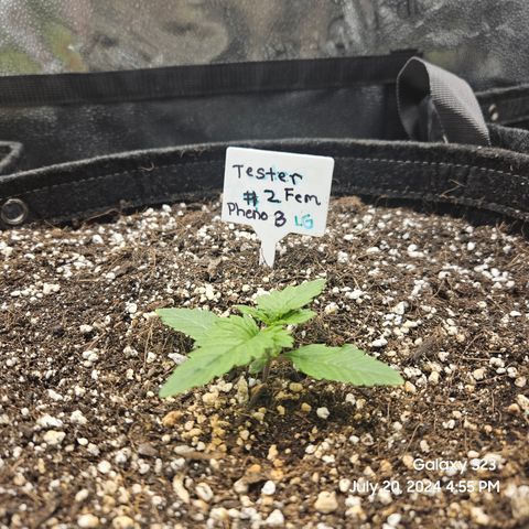 Loonatixz Testers #2 MN MILF growlog timeline photo