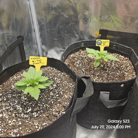 Loonatixz Testers  Cherry Kola growlog timeline photo