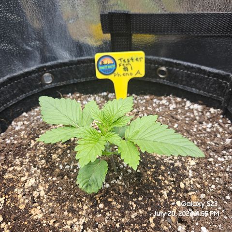Loonatixz Testers  Cherry Kola growlog timeline photo