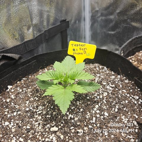 Loonatixz Testers  Cherry Kola growlog timeline photo