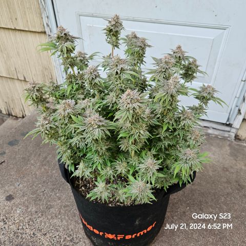 Seedsman Seeds Tangerine Snow F1 Fast growlog timeline photo