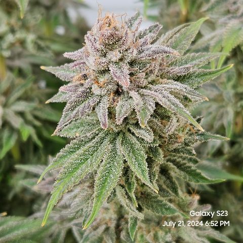 Seedsman Seeds Tangerine Snow F1 Fast growlog timeline photo