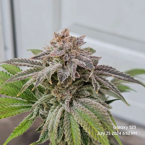 Seedsman Seeds Tangerine Snow F1 Fast growlog timeline photo