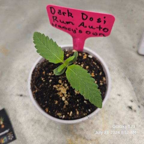 Seed The Change #2 growlog timeline photo