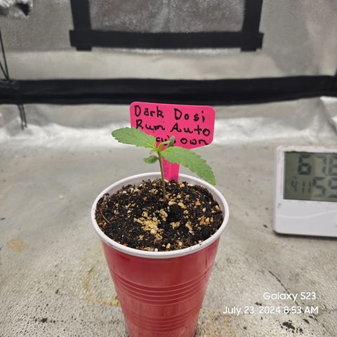 Seed The Change #2 growlog timeline photo