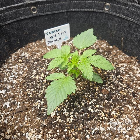 Loonatixz Testers #2 MN MILF growlog timeline photo