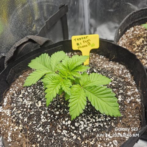 Loonatixz Testers #2 MN MILF growlog timeline photo