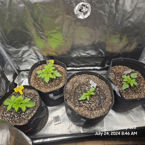 Loonatixz Testers #2 MN MILF growlog timeline photo
