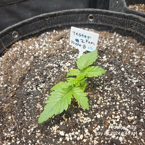 Loonatixz Testers #2 MN MILF growlog timeline photo