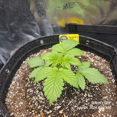 Loonatixz Testers #2 MN MILF growlog timeline photo