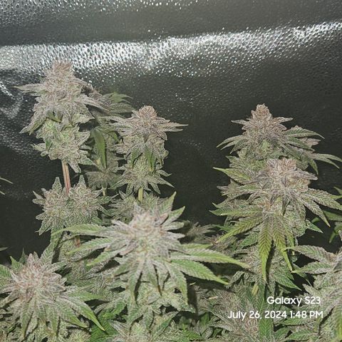 Seedsman Seeds Tangerine Snow F1 Fast growlog timeline photo