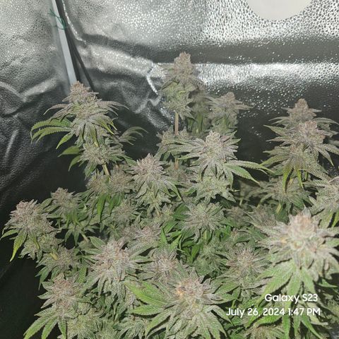 Seedsman Seeds Tangerine Snow F1 Fast growlog timeline photo