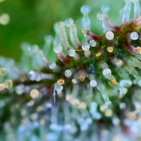 Seedsman Seeds Tangerine Snow F1 Fast growlog timeline photo