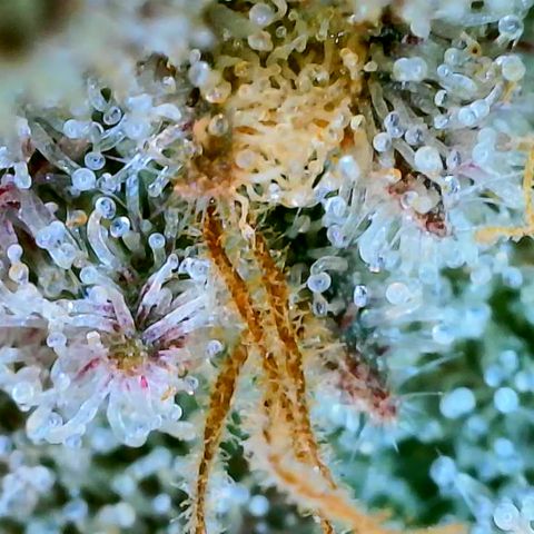 Seedsman Seeds Tangerine Snow F1 Fast growlog timeline photo