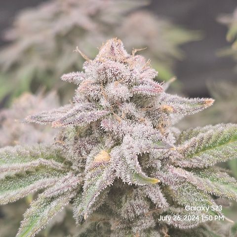 Seedsman Seeds Tangerine Snow F1 Fast growlog timeline photo