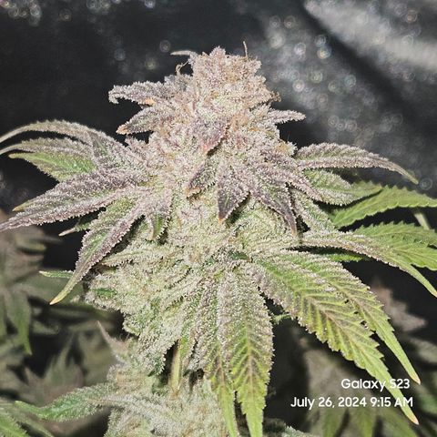 Seedsman Seeds Tangerine Snow F1 Fast growlog timeline photo