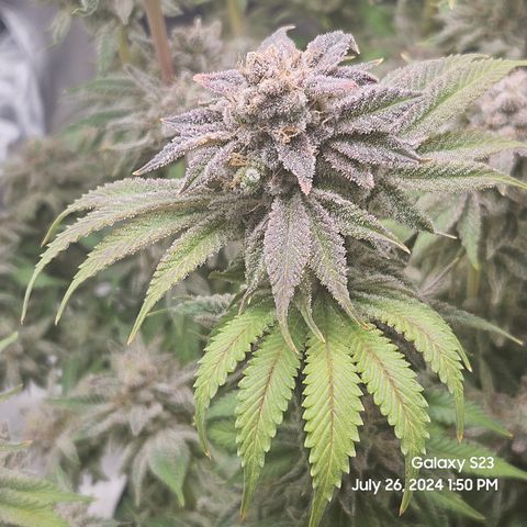 Seedsman Seeds Tangerine Snow F1 Fast growlog timeline photo