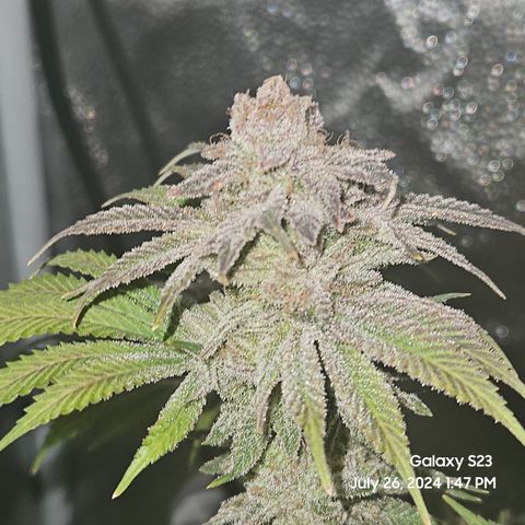 Seedsman Seeds Tangerine Snow F1 Fast growlog timeline photo