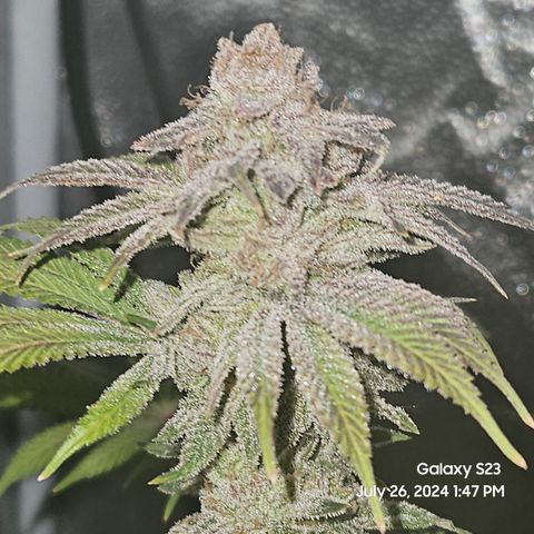 Seedsman Seeds Tangerine Snow F1 Fast growlog timeline photo