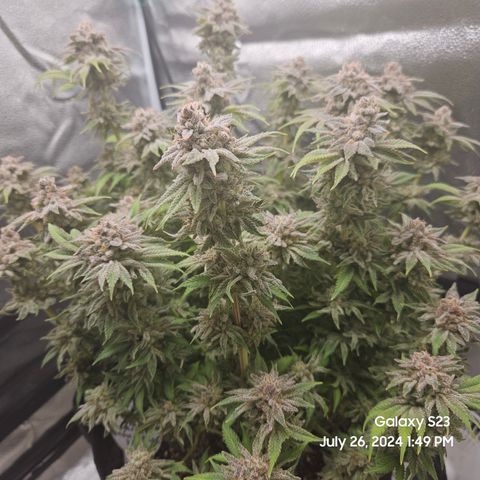 Seedsman Seeds Tangerine Snow F1 Fast growlog timeline photo