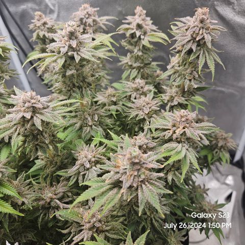 Seedsman Seeds Tangerine Snow F1 Fast growlog timeline photo