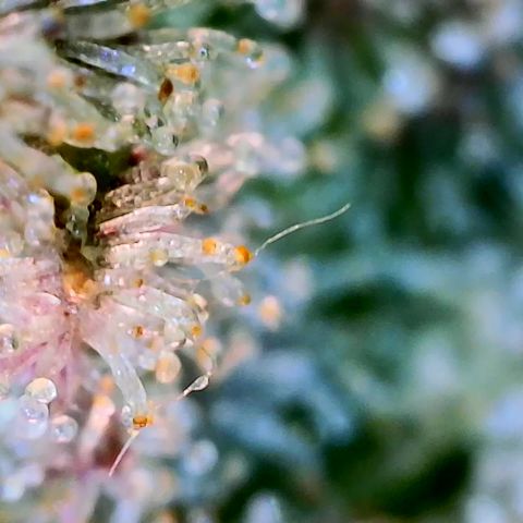 Seedsman Seeds Tangerine Snow F1 Fast growlog timeline photo