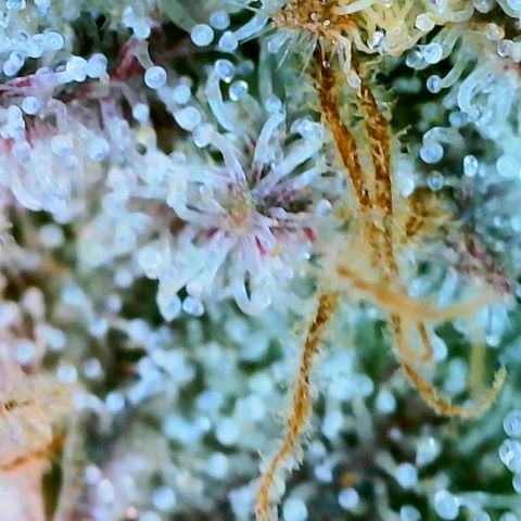 Seedsman Seeds Tangerine Snow F1 Fast growlog timeline photo