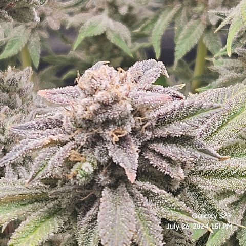 Seedsman Seeds Tangerine Snow F1 Fast growlog timeline photo
