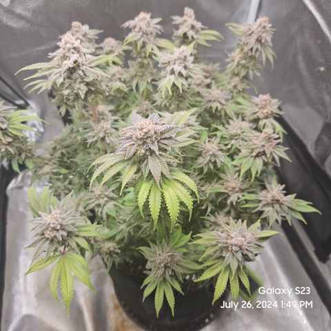Seedsman Seeds Tangerine Snow F1 Fast growlog timeline photo
