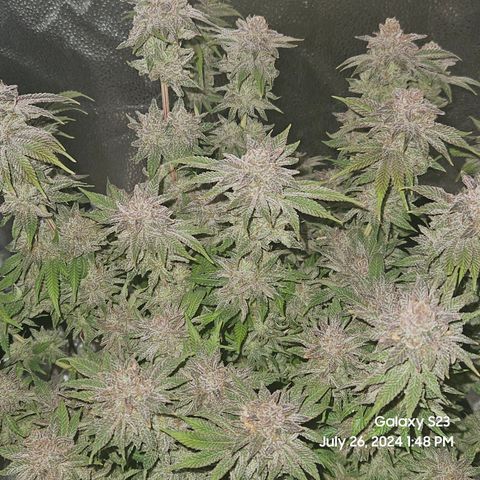 Seedsman Seeds Tangerine Snow F1 Fast growlog timeline photo