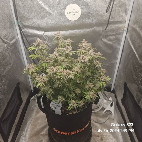 Seedsman Seeds Tangerine Snow F1 Fast growlog timeline photo