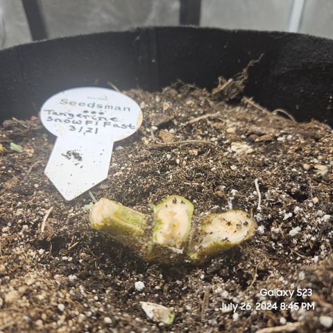 Seedsman Seeds Tangerine Snow F1 Fast growlog timeline photo