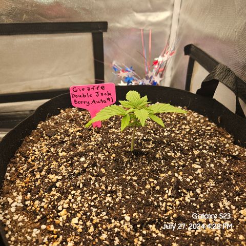 Double Berry Jack Autos x2 growlog timeline photo