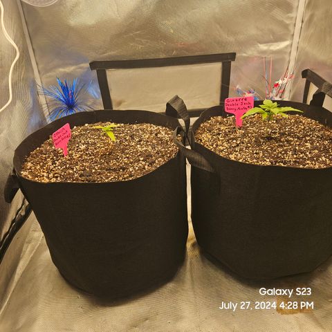 Double Berry Jack Autos x2 growlog timeline photo