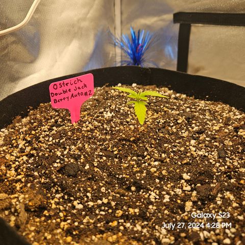 Double Berry Jack Autos x2 growlog timeline photo