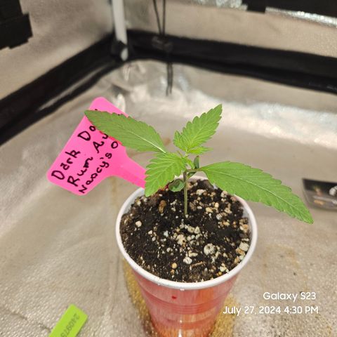 Seed The Change #2 growlog timeline photo